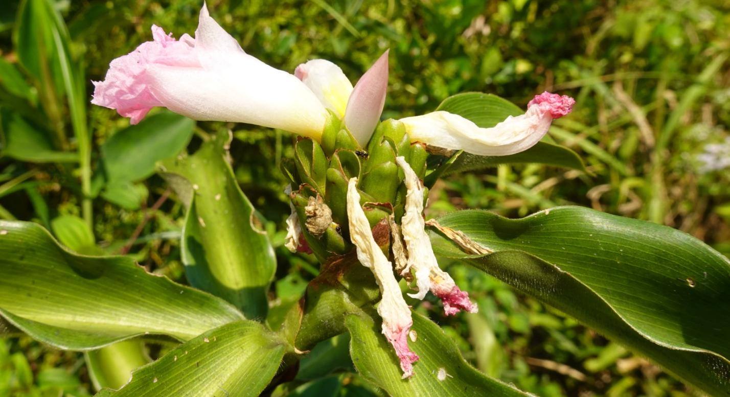 Blüte