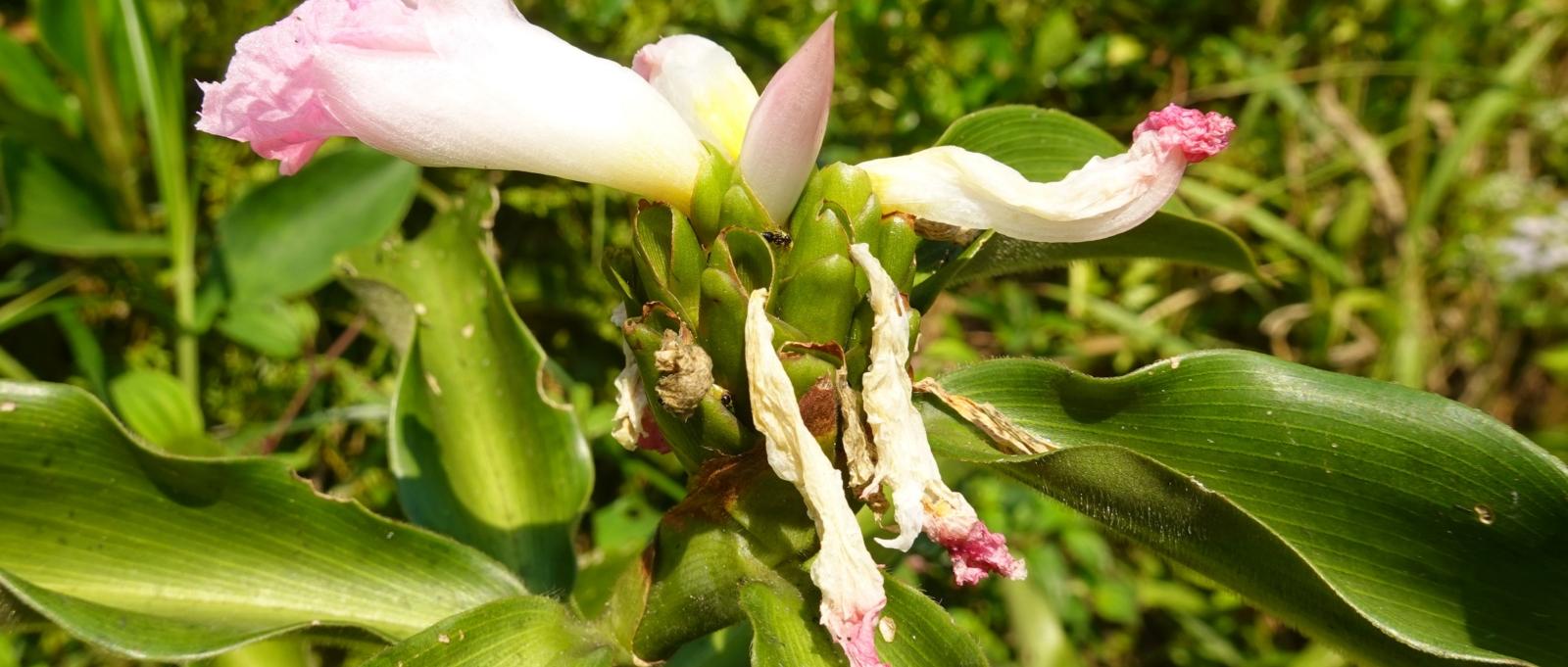 Blüte