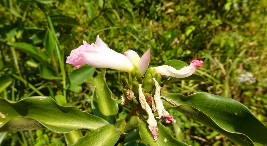 Blüte