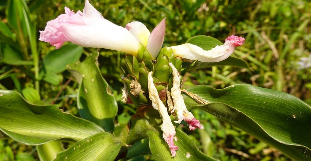 Blüte