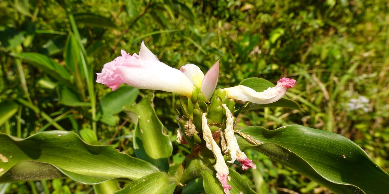 Blüte