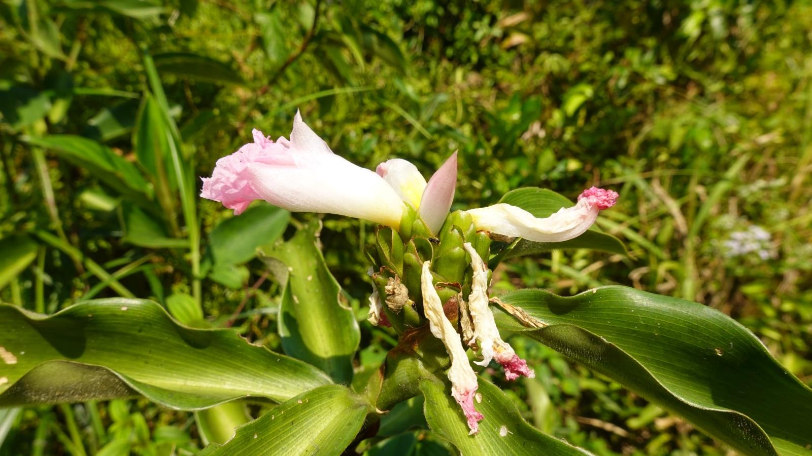 Blüte
