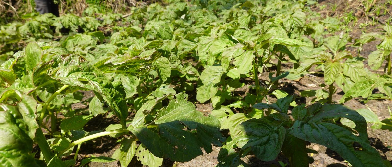 Amaranth