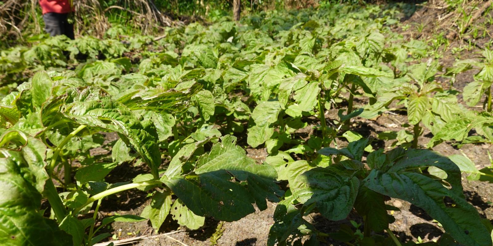Amaranth