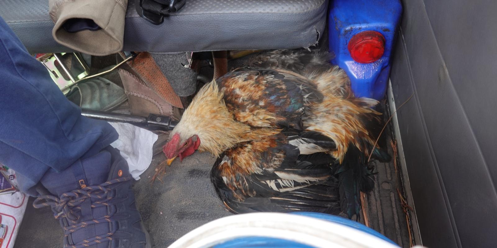 Hahn im Auto