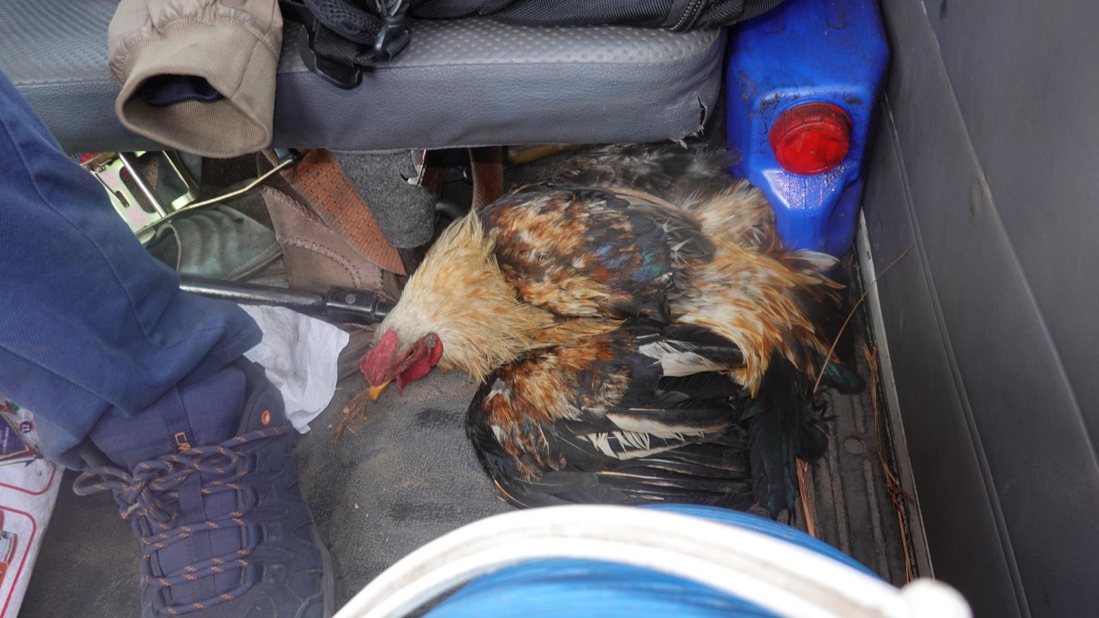 Hahn im Auto