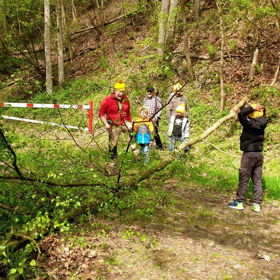 gefällter Baum