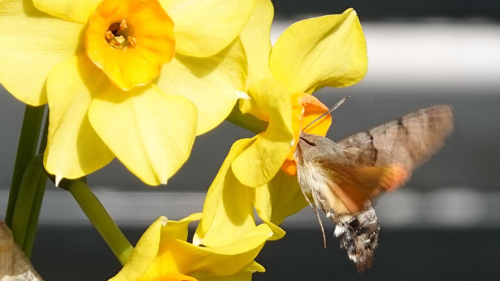 Taubenschwänzchen saugt in Narzissenblüte