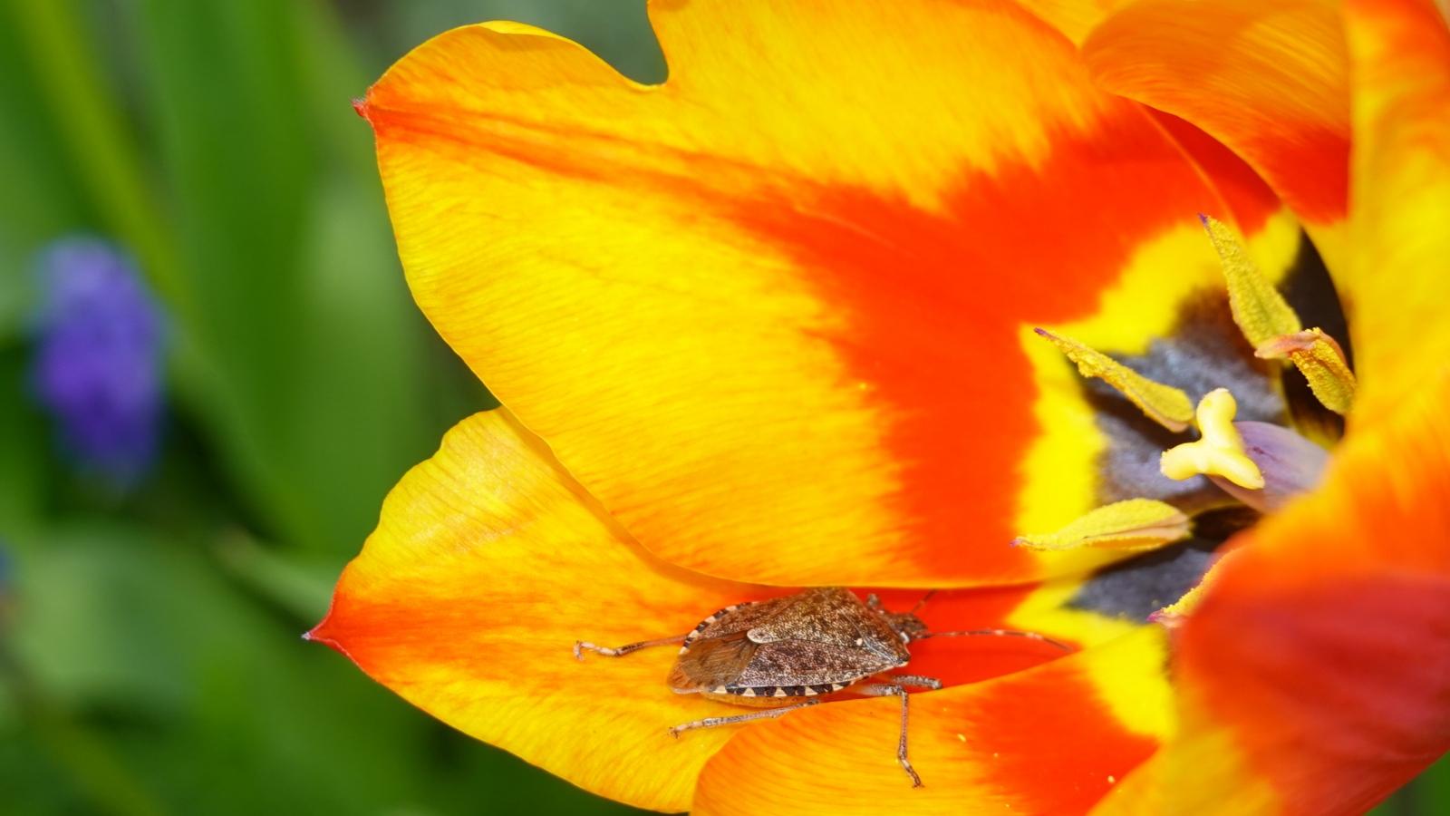 Wanze in einer Tulpenblüte