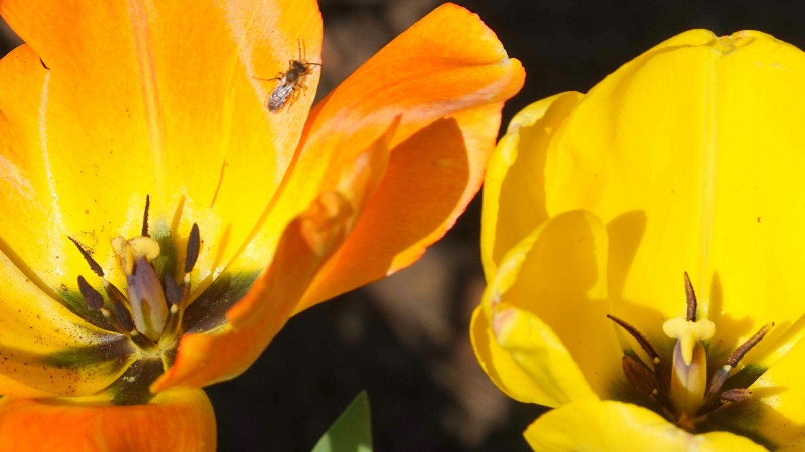 Frühlingsbesucher in einer Tulpenblüte