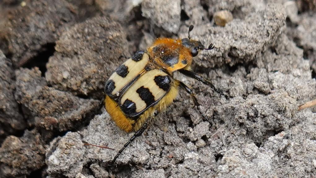 Glattschieniger Pinselkäfer