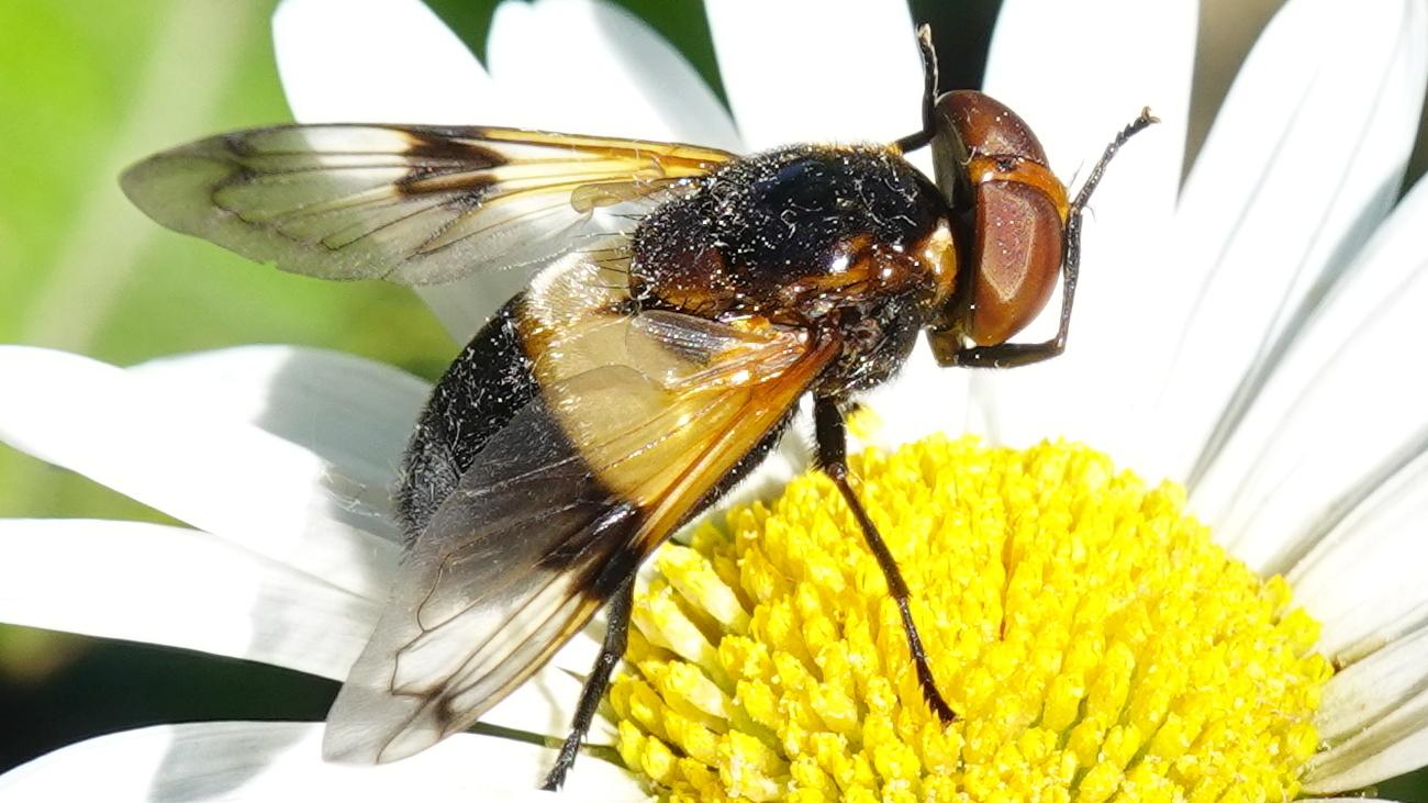 Fliege labt sich an einer Margeritenblüte