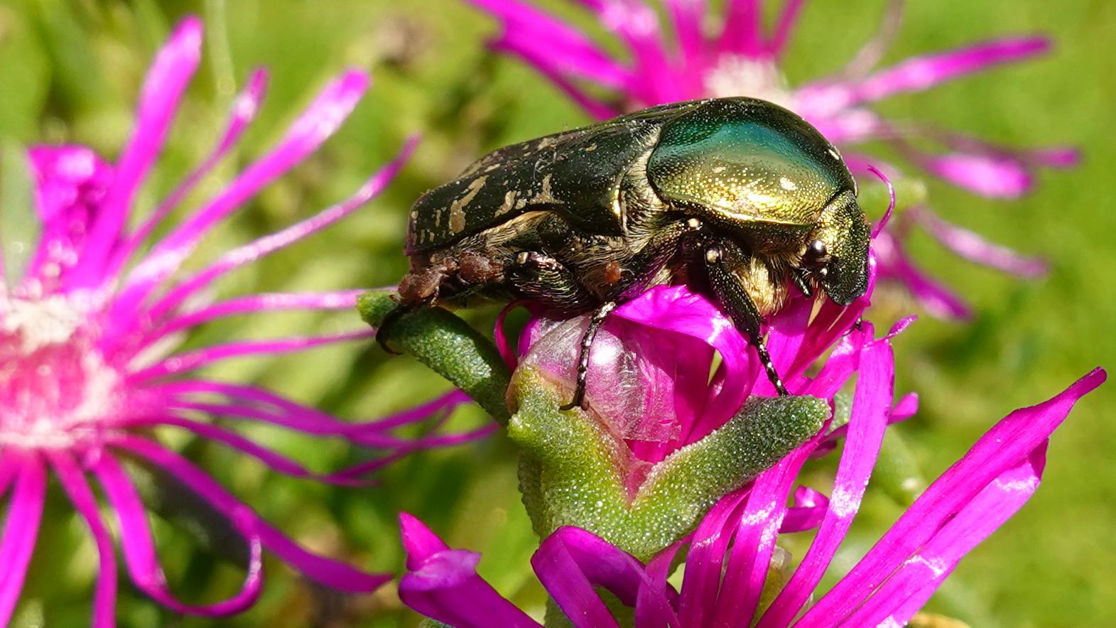 Rosenkäfer 2