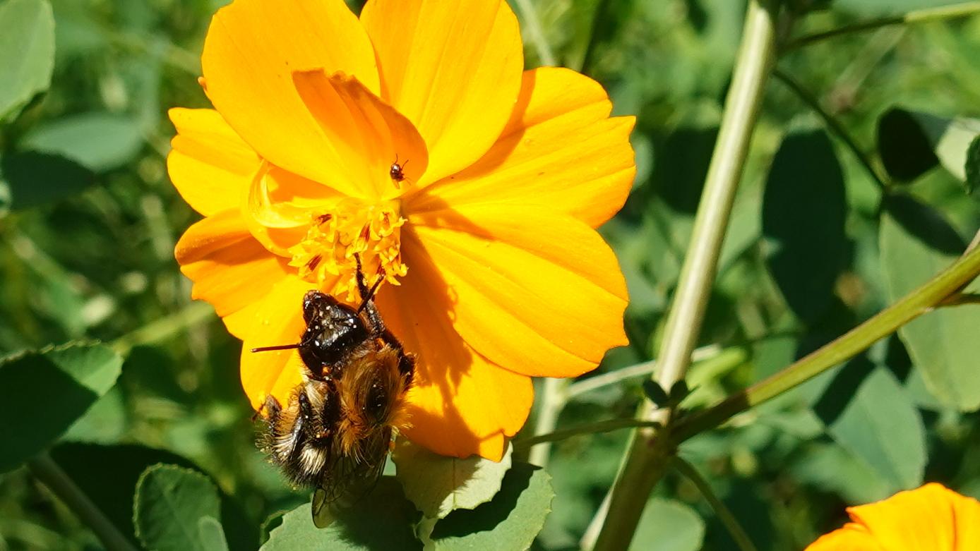 Baumhummel in Tagetesblüte