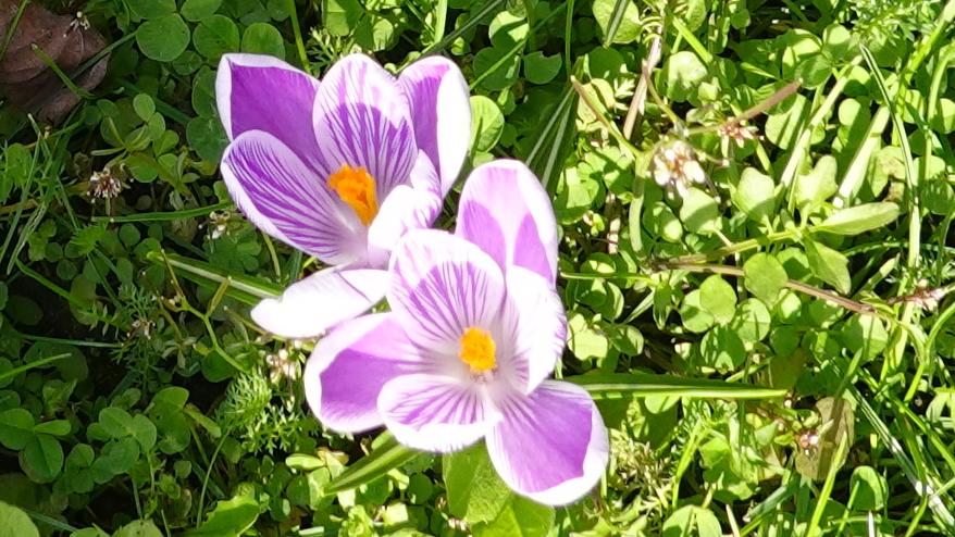 Krokusse 1