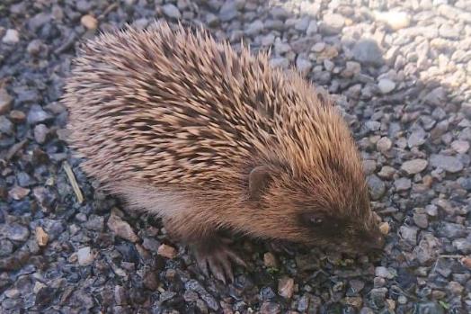 Besuch eines kleinen Igel