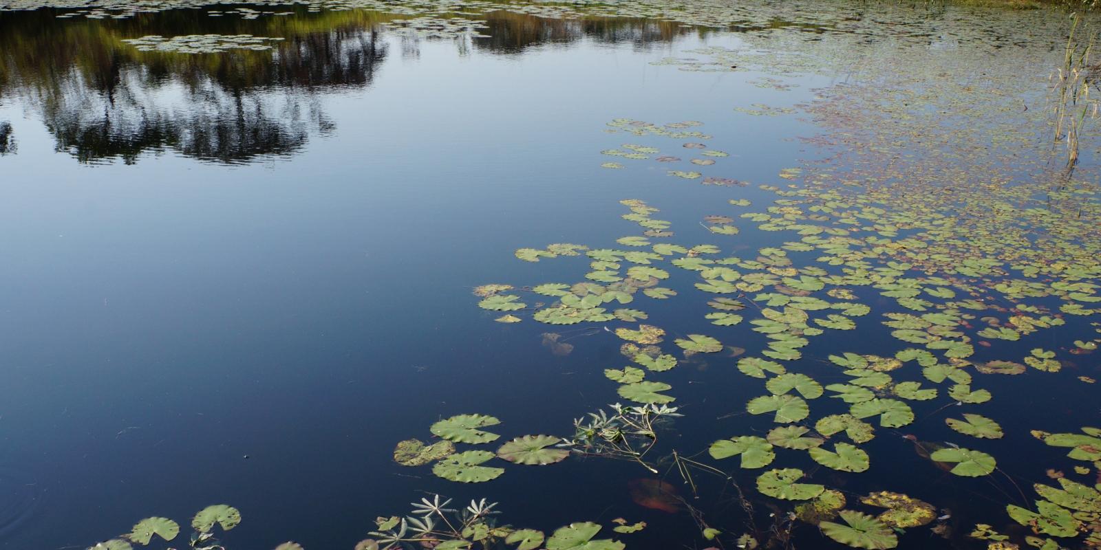 der fertige Fischteich