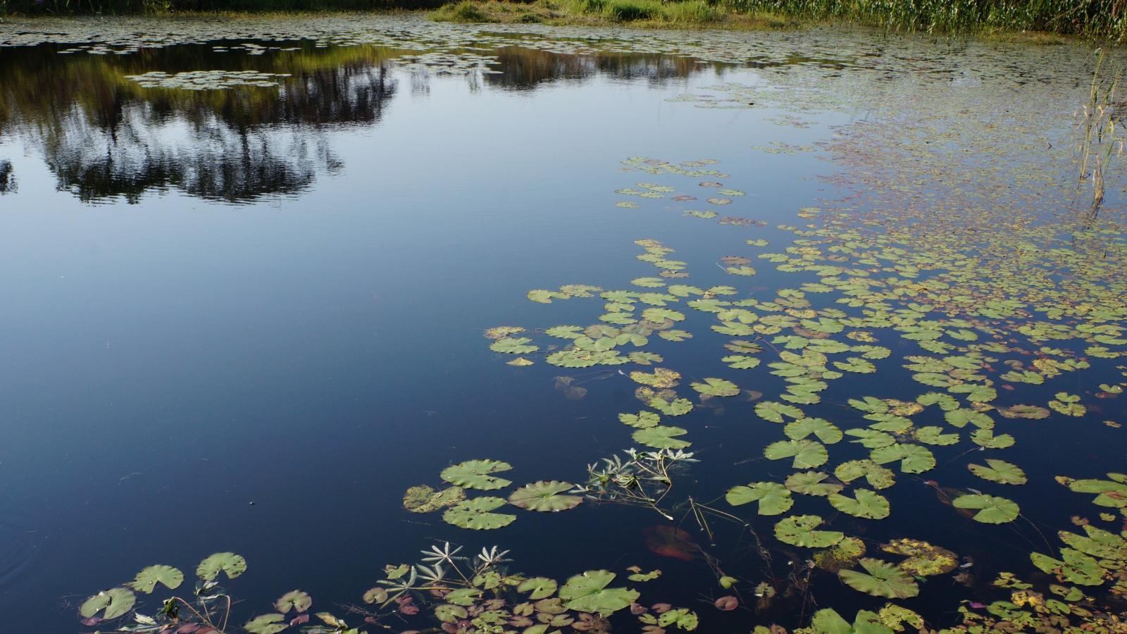 der fertige Fischteich