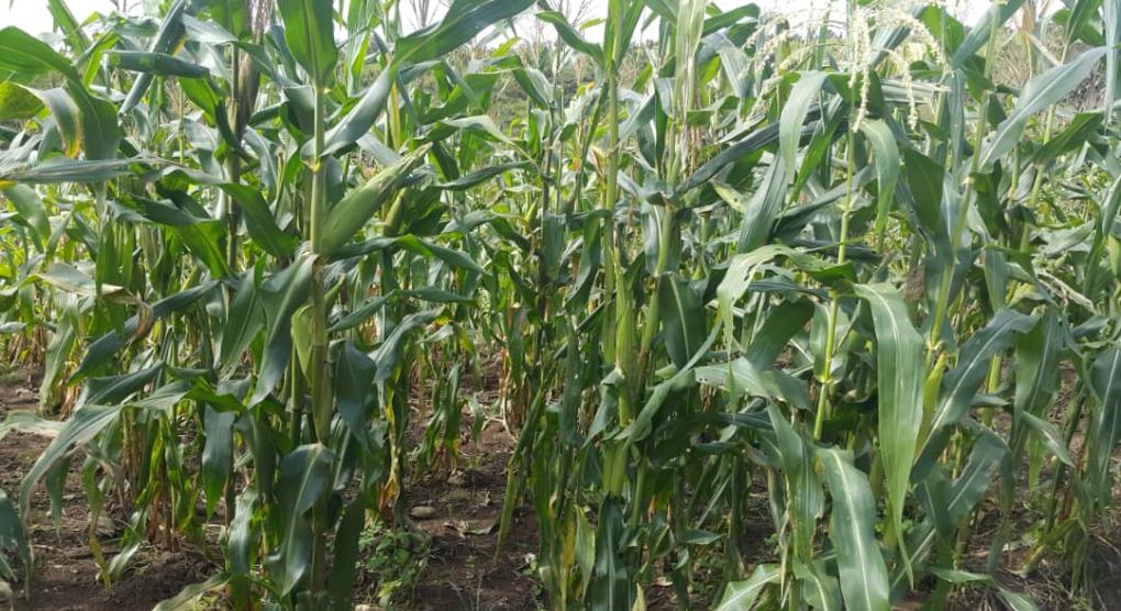 Maisfeld August 2020