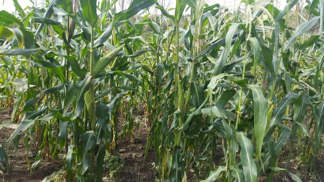 Maisfeld August 2020