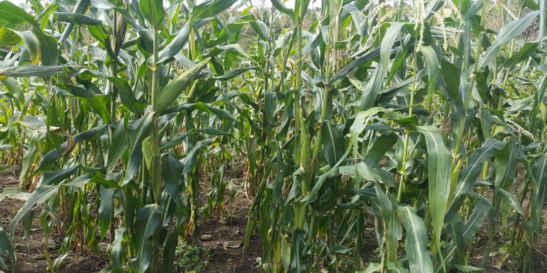 Maisfeld August 2020