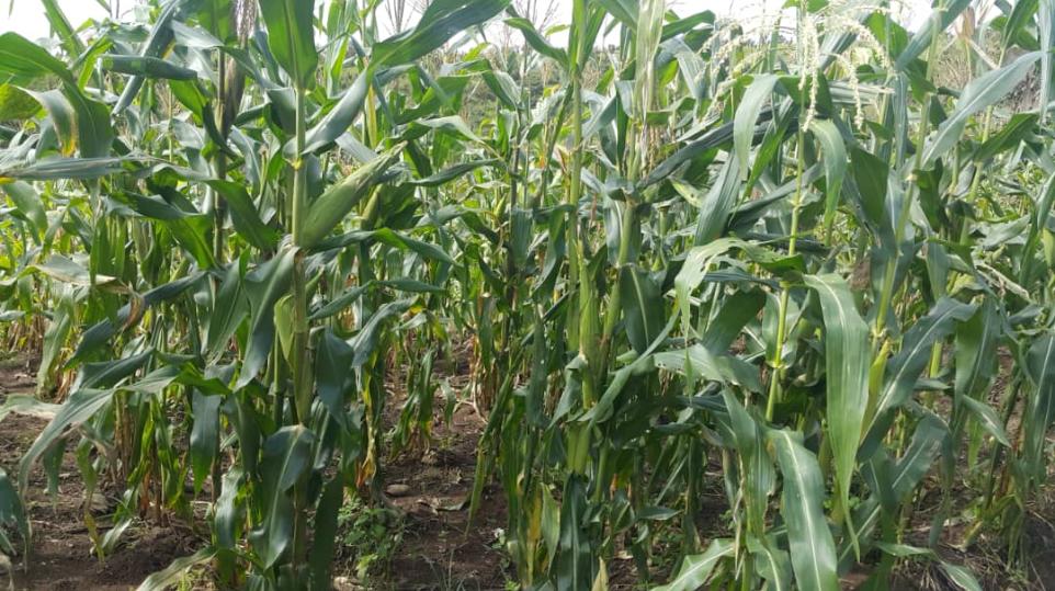 Maisfeld August 2020