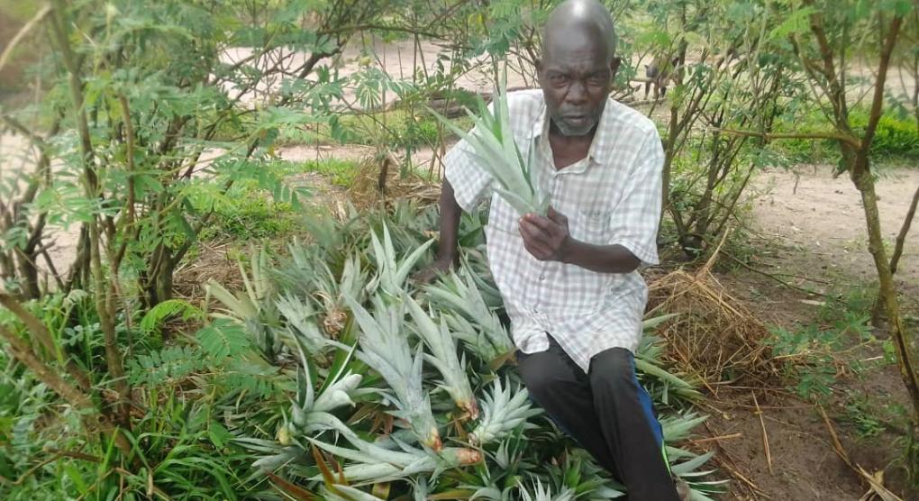Setzlinge für Ananas werden hergerichtet