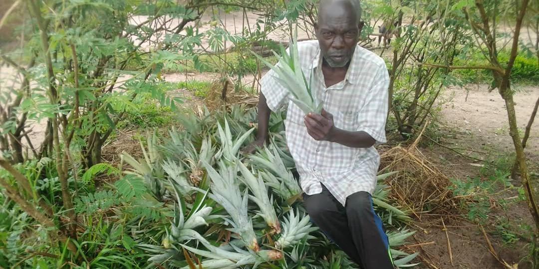 Setzlinge für Ananas werden hergerichtet