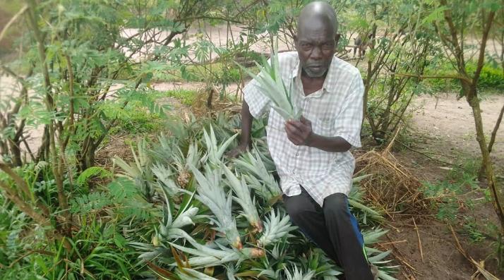 Setzlinge für Ananas werden hergerichtet