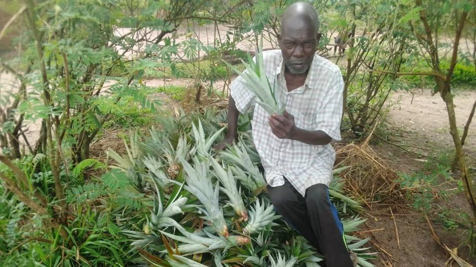 Setzlinge für Ananas werden hergerichtet