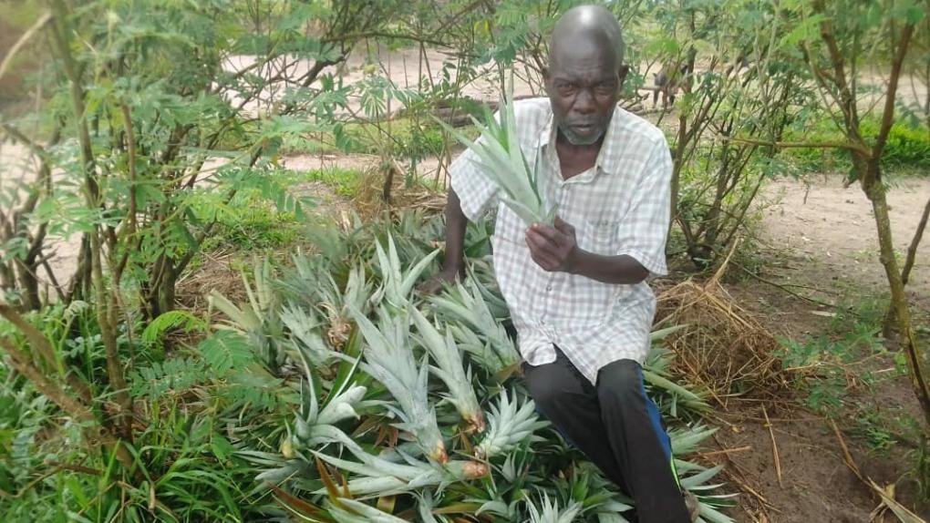 Setzlinge für Ananas werden hergerichtet