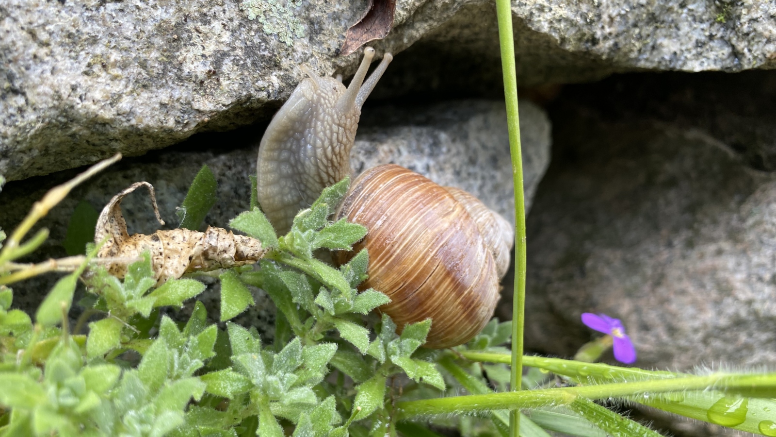 Schnecke