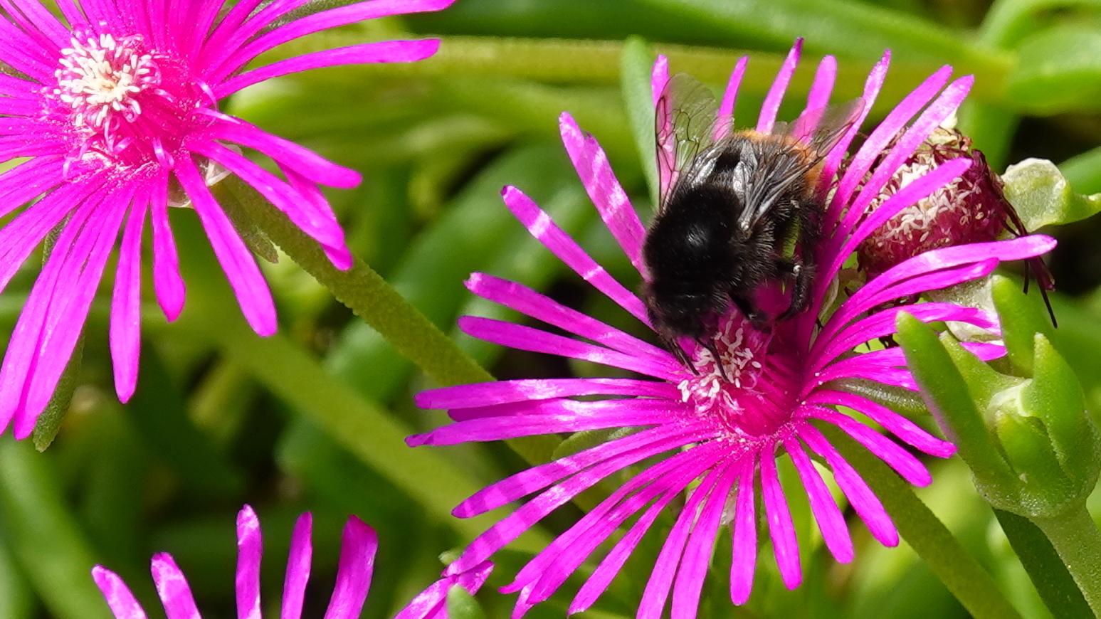 Hummel in Mittagsblumen