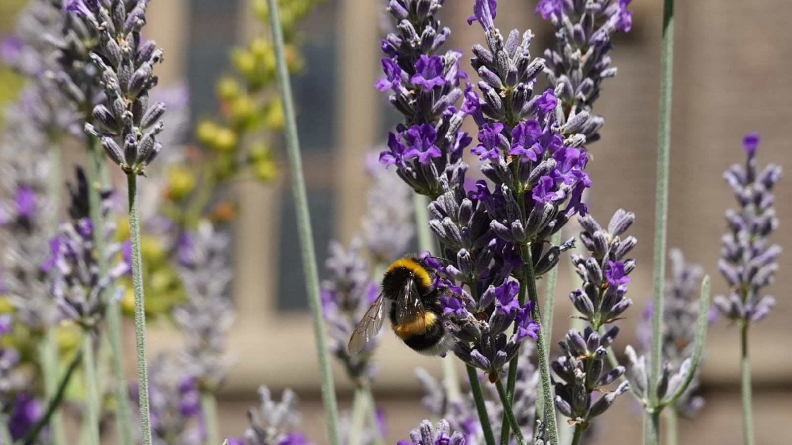 Hummel im Lavendel