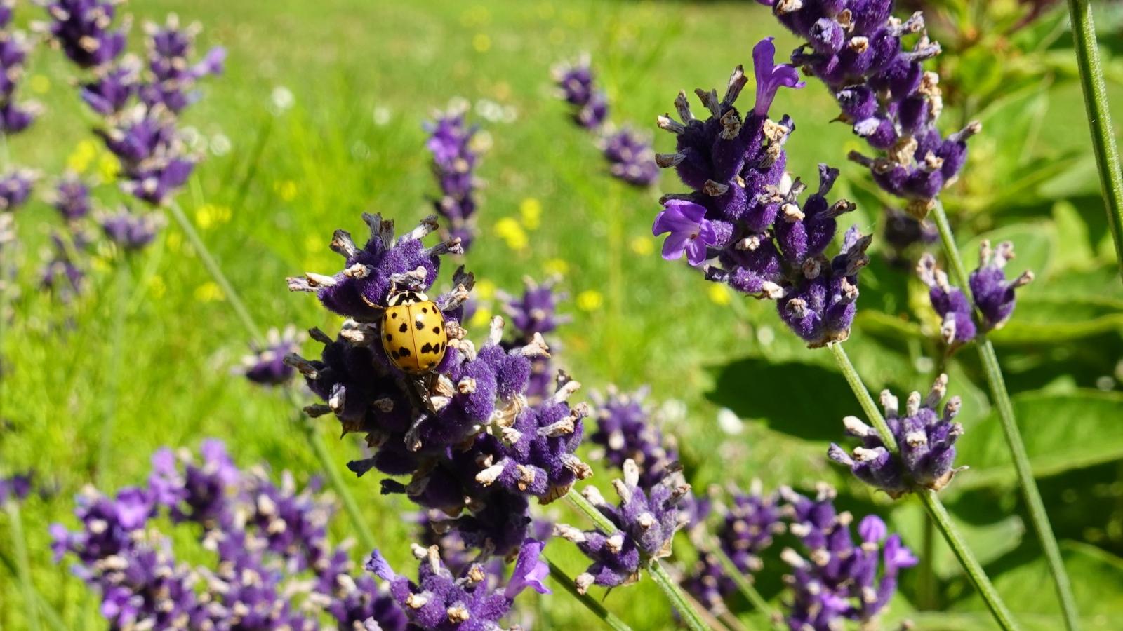 Marienkäfer im Lavendel