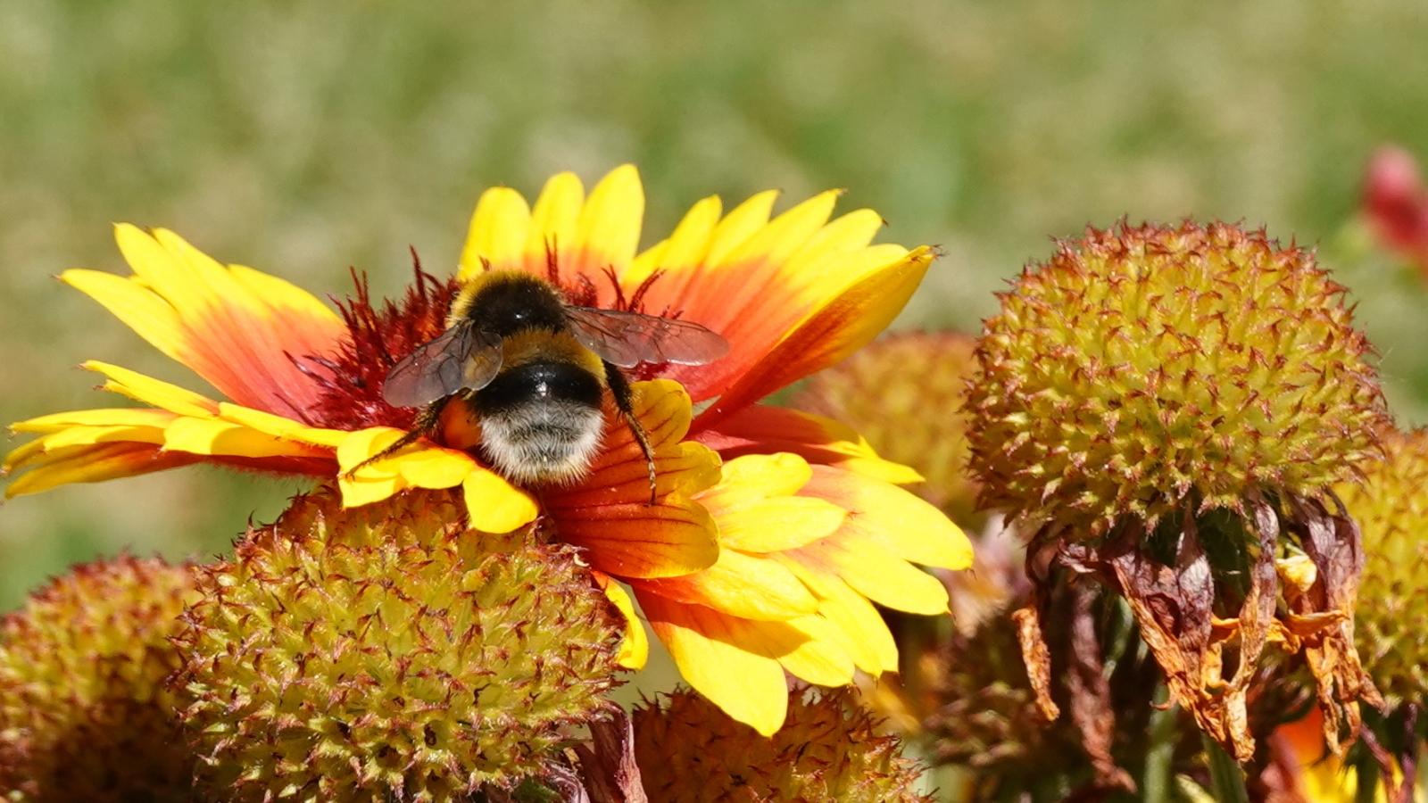 Hummel fühlt sich wohl in einer Kokardenblüte