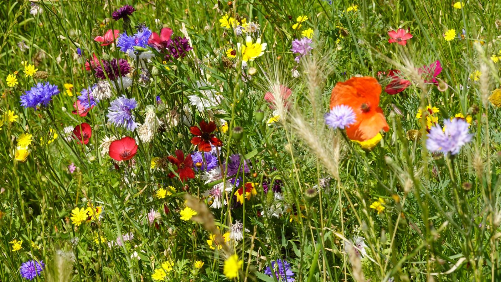 Wildblumenstreifen im Sommer 2022