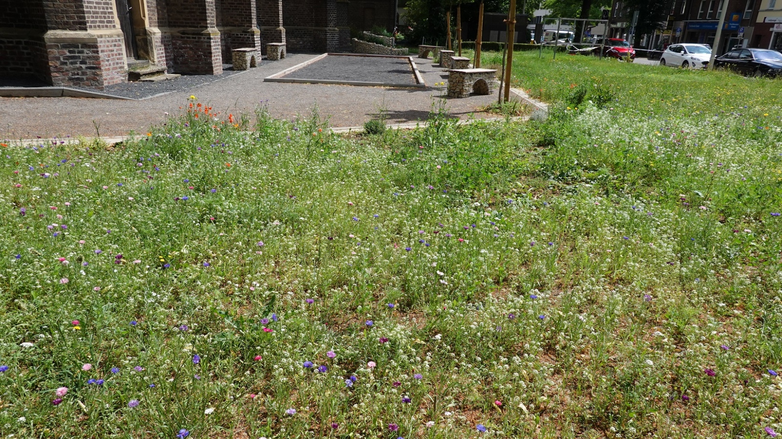 Wildblumen Juni 2020