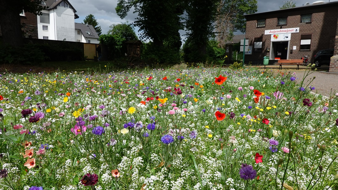 Wildblumen Juli 2020