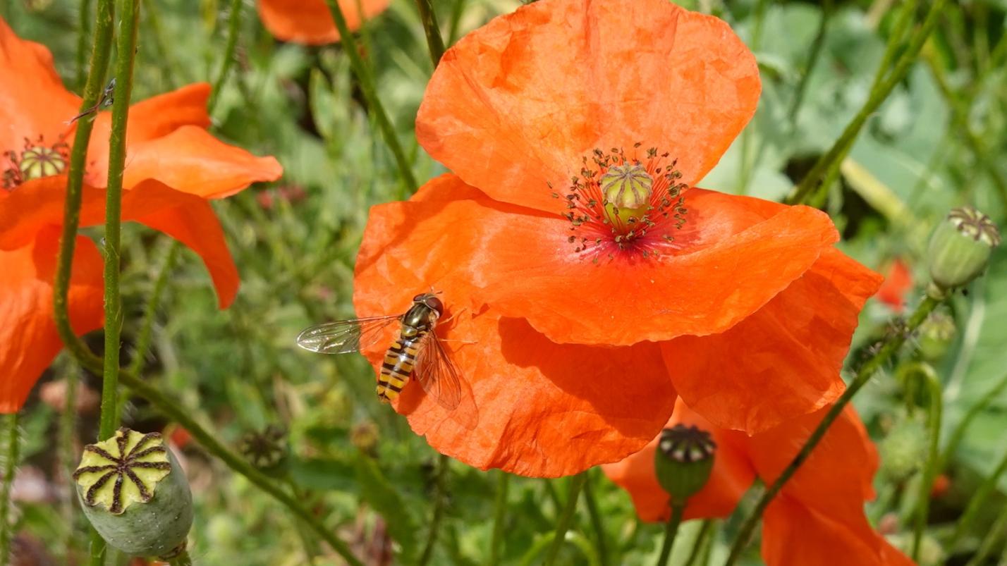 Klatschmohn