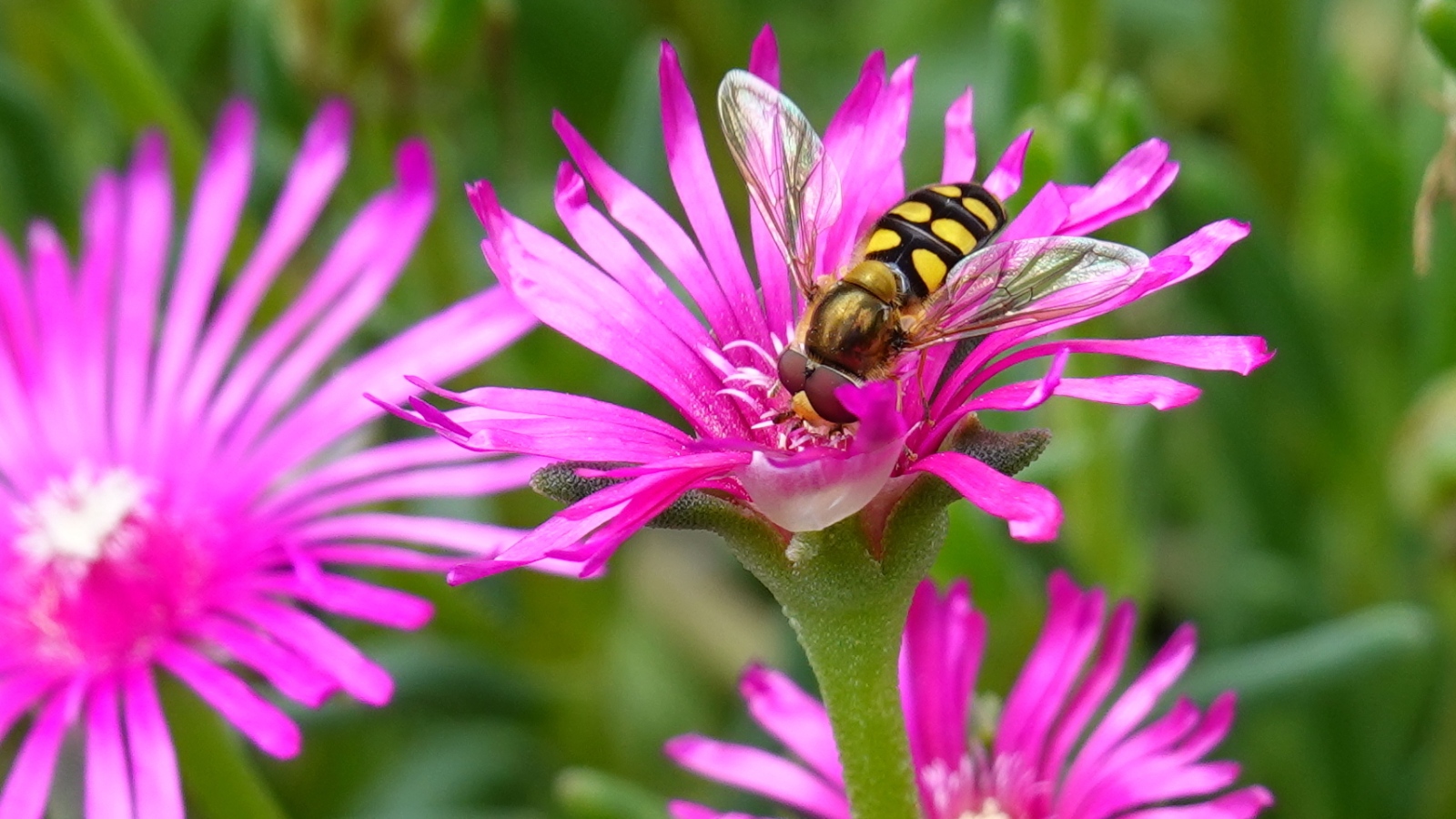 Schlupfwespe in Mittagsblume