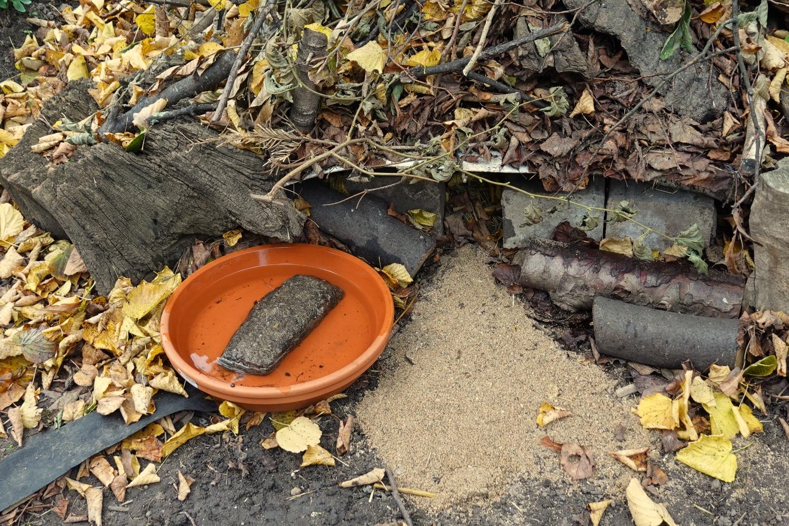 Sandspur vor dem Igelhaus